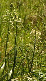 2008-03-30_35 Zigadenus Cropped Thumbnail.jpg - 36746 Bytes
